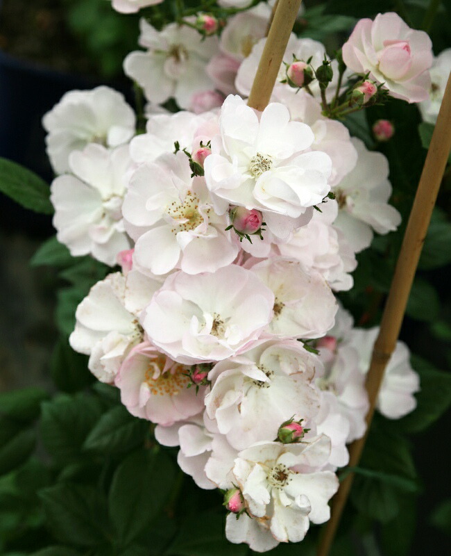 ペレニアルブラッシュ