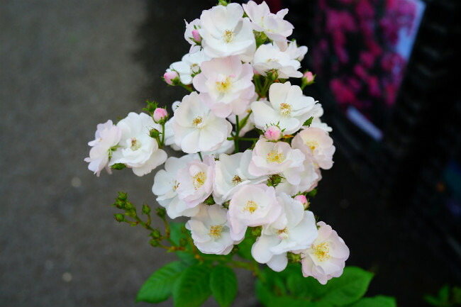 ペレニアルブラッシュ