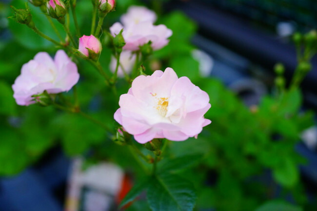 ペレニアルブラッシュ