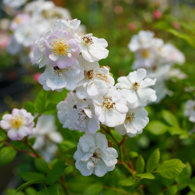 ペレニアルブラッシュ