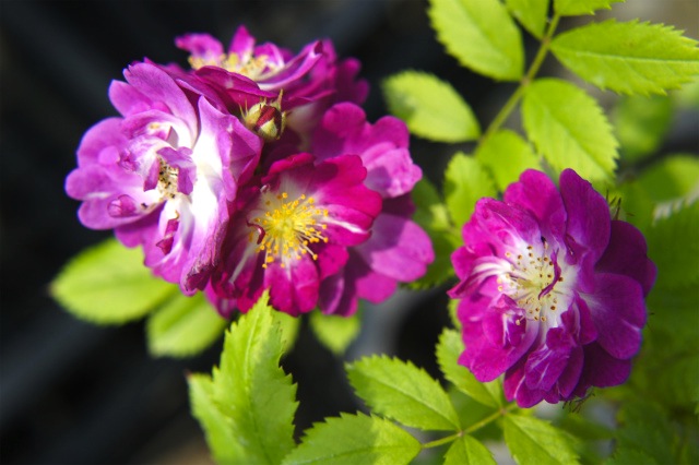 バラ ペレニアルブルー 1