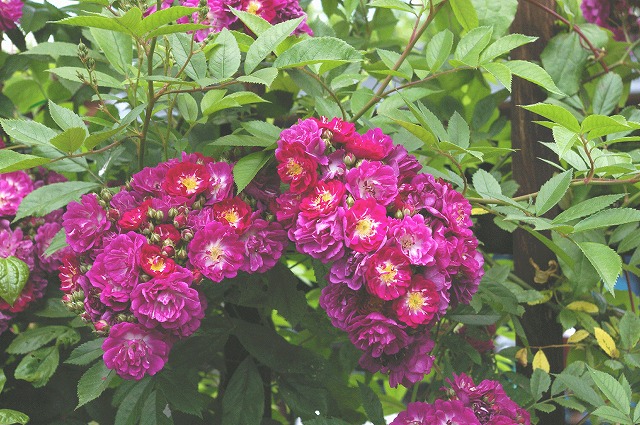 バラ ペレニアルブルー 