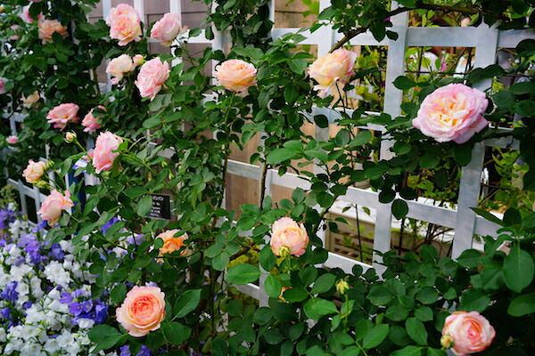 バラ ペッシュボンボン 1