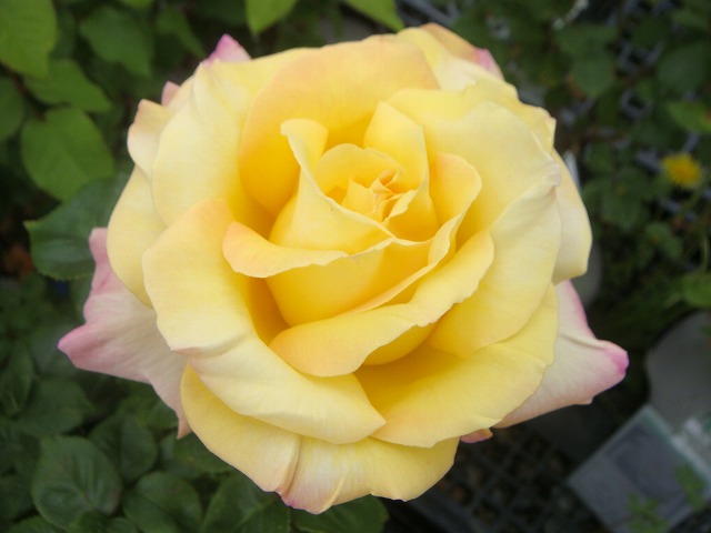 バラ つるピース 