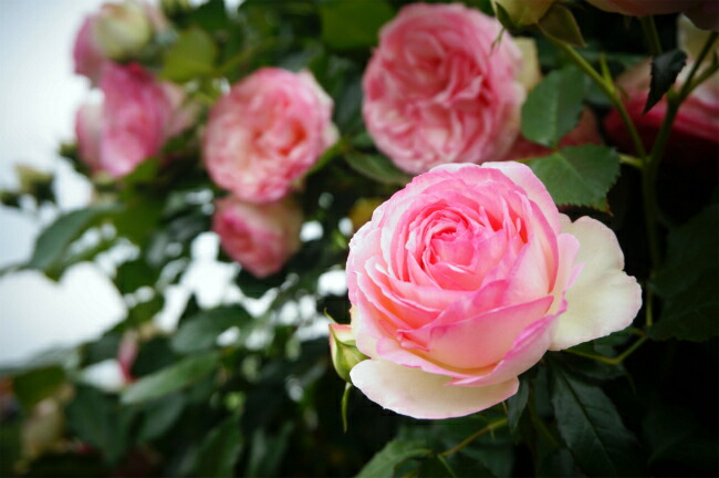 バラ ピエールドゥロンサール LCl ラージフラワードクライマー （つる