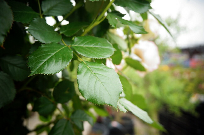 バラ ピエールドゥロンサール 7