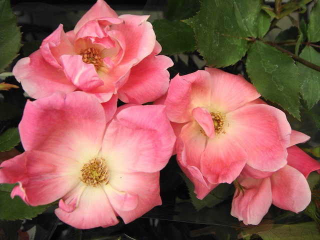 バラ ピンクノックアウト 2