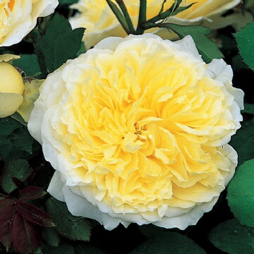 バラ ザピルグリム 