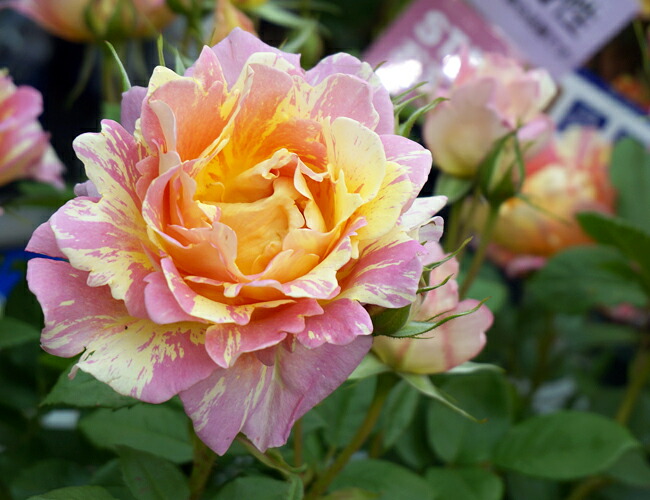 バラ ポールセザンヌ 