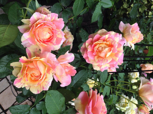 バラ ポールセザンヌ 1