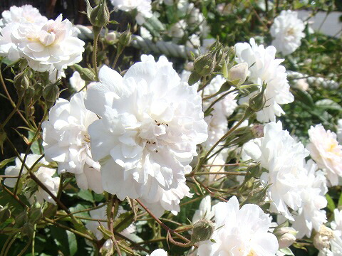 バラ ポールズヒマラヤンムスク 3