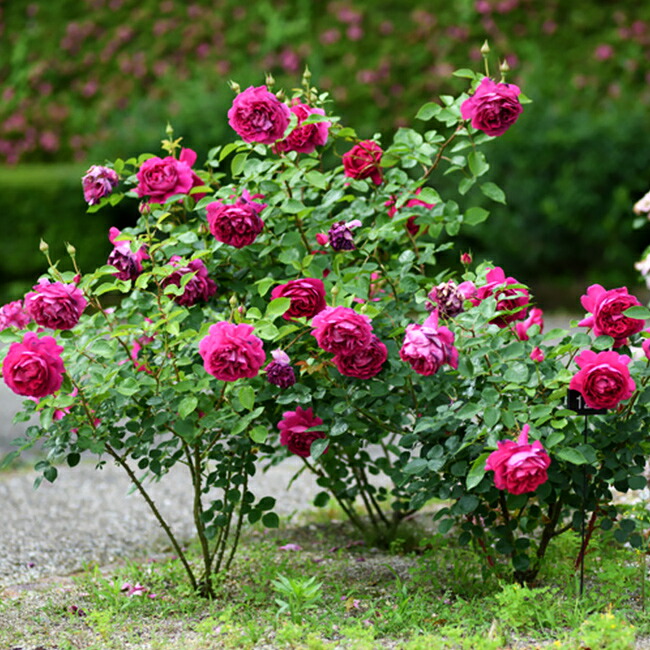 バラ プラリーヌルージュ 3