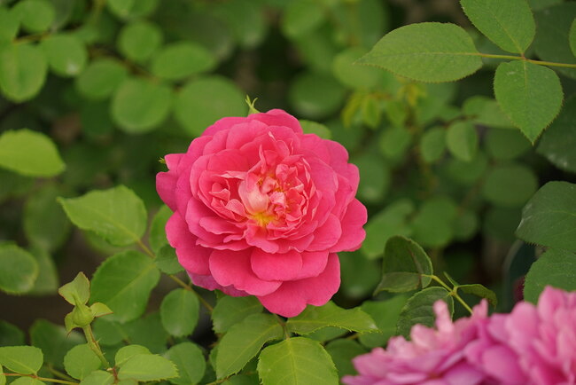 バラ プリンセス アン 3