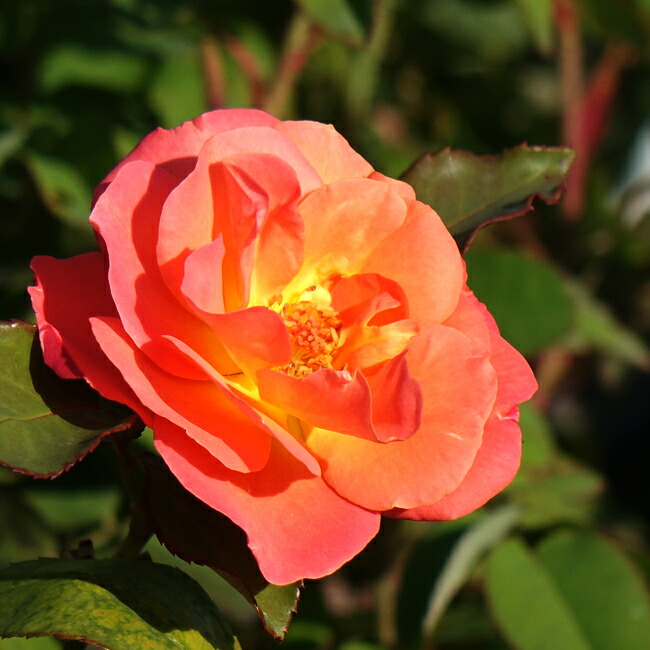 バラ プリンセスミチコ 