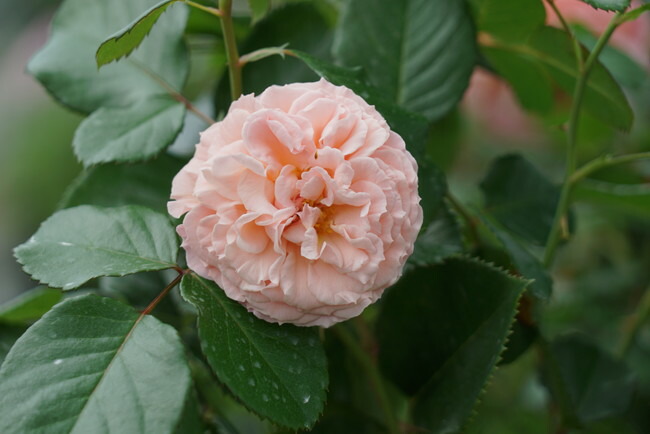 バラ プシュケ 1