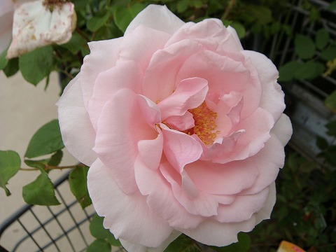 バラ プチトリアノン 1