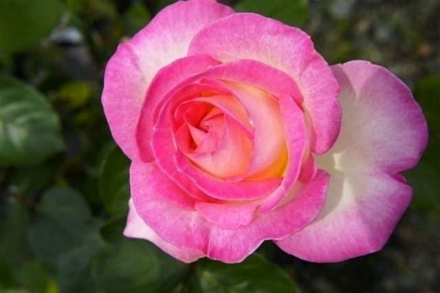 バラ つるプリンセスドモナコ 3