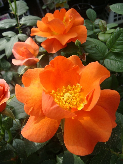 バラ プリンセスミチコ 2