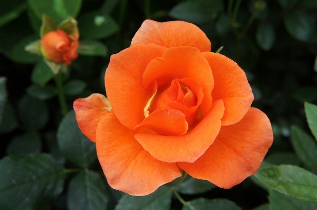 バラ プリンセスミチコ 1