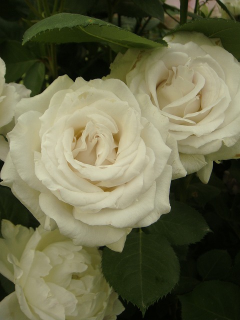 バラ プリンセステンコー 2