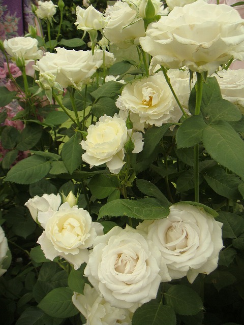 バラ プリンセステンコー 3