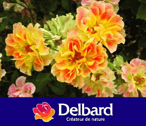 バラ ピュルカプリス 