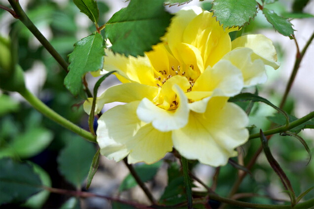 バラ ピュルカプリス 1