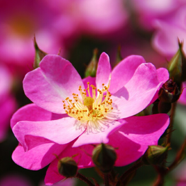 バラ ラベンダードリーム 2