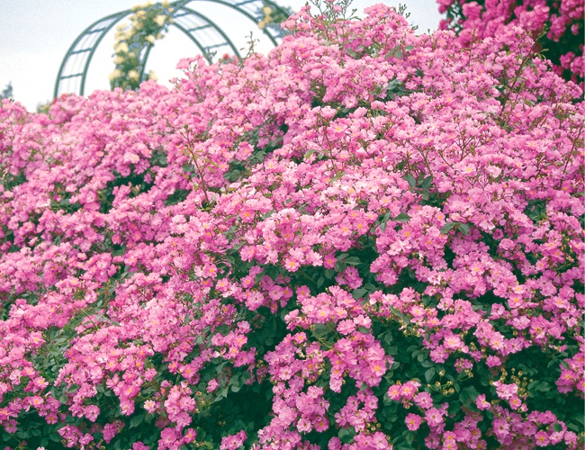 バラ ラベンダードリーム 3