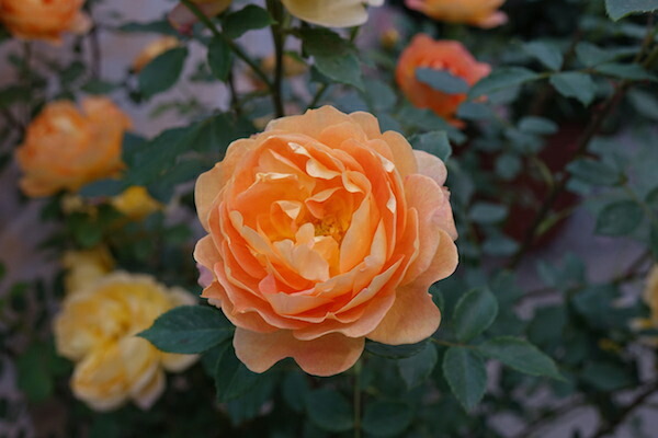 バラ レディオブシャーロット 4