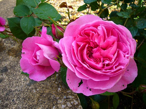 バラ ラファエル 1