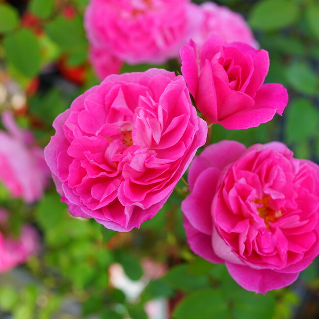 バラ ラファエル 