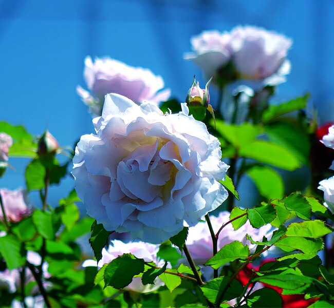 バラ ラマリエ 2