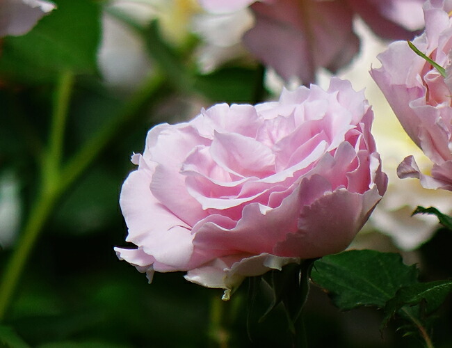 バラ ラマリエ 1