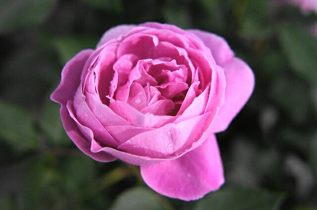 バラ　ラ・レーヌ・ヴィクトリア 大苗