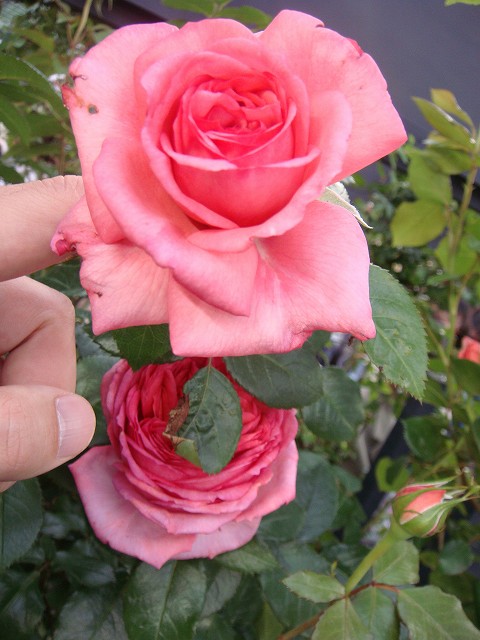 バラ ラローズドゥモリナール 3