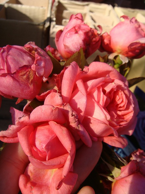 バラ ラローズドゥモリナール 