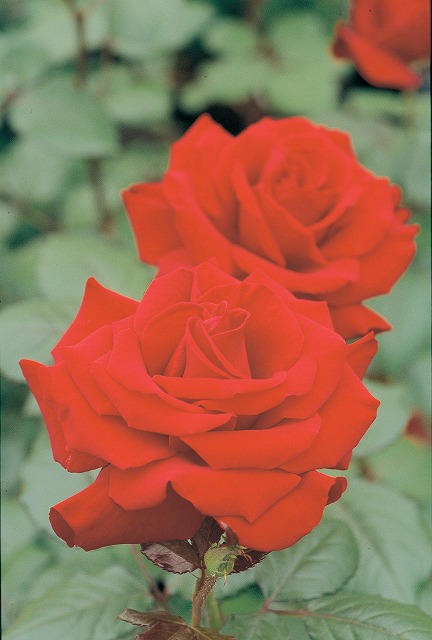 レッドクイーン