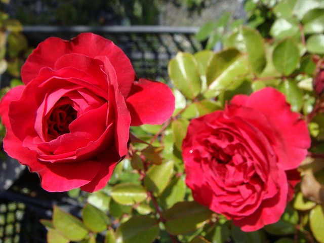 バラ レッドレオナルドダビンチ 2