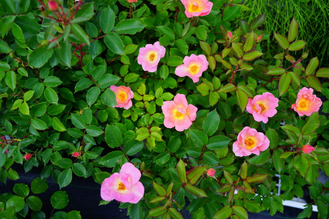 バラ レインボーノックアウト 3