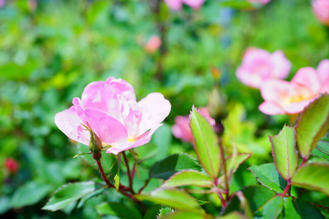 バラ レインボーノックアウト 2