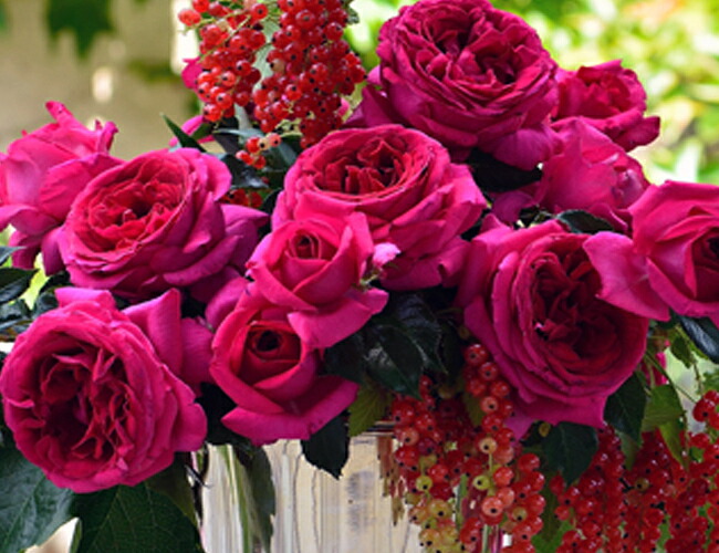 バラ レジスマルコン 2