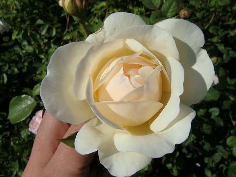 バラ リッチフィールド 1