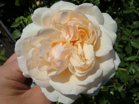 バラ リッチフィールド 2