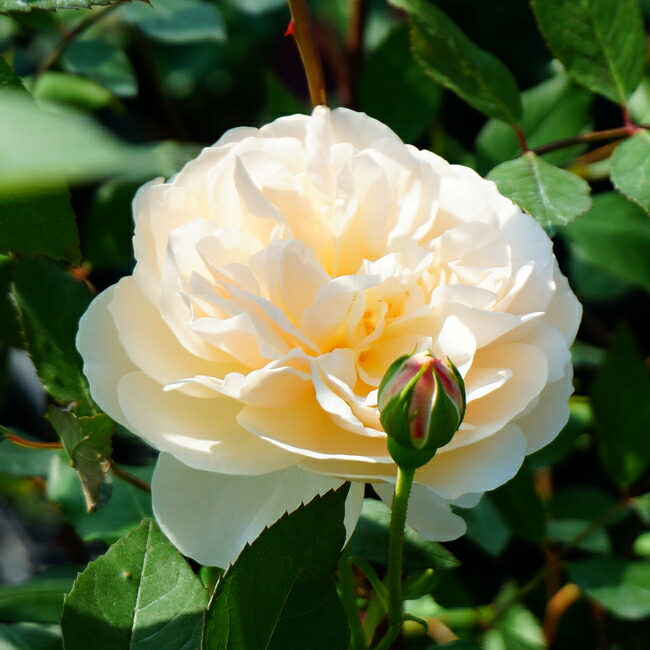 バラ リッチフィールド 