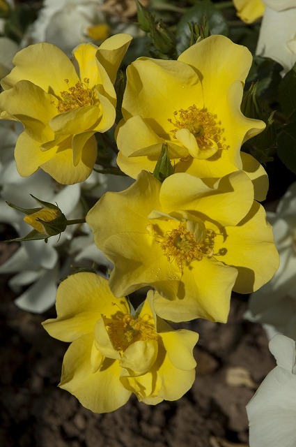 リモンチェッロ2