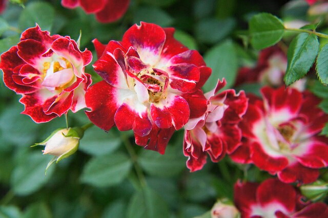 リトルアーチスト