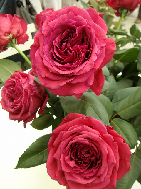 バラ ローズデキャトルヴァン 4