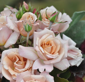 バラ ローズドラジェ 3