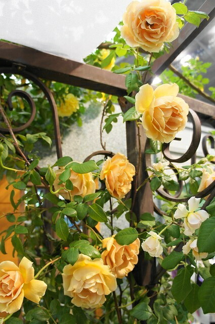 バラ ロイヤルサンセット 2